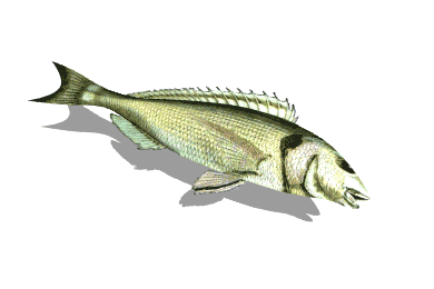 a floppy fish